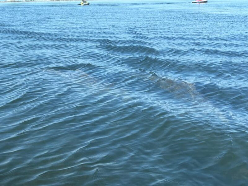 clearwater-dolphin-jet-ski-tour-1-ski-for-up-to-3-people
