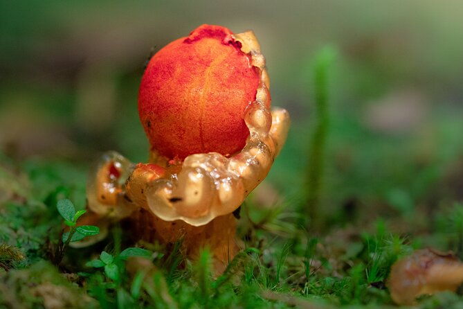 cloud-forest-natural-history-tour