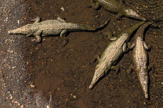 crocodiles-safari-zipline-adventure-private-sightseeing-tours-2