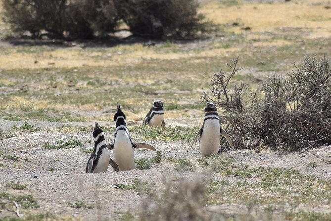 cruise-excursion-to-punta-tombo-from-puerto-madryn