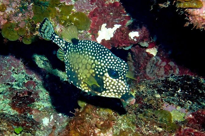 cruise-guest-try-scuba-diving-for-uncertified-divers-w-transport