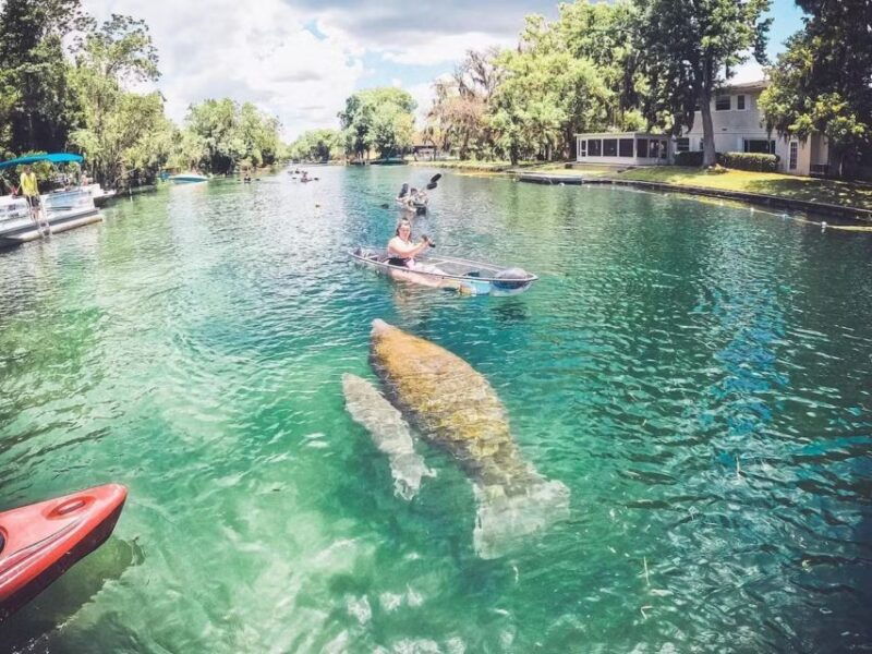 crystal-river-vip-clear-kayak-springs-and-manatee-ecotour