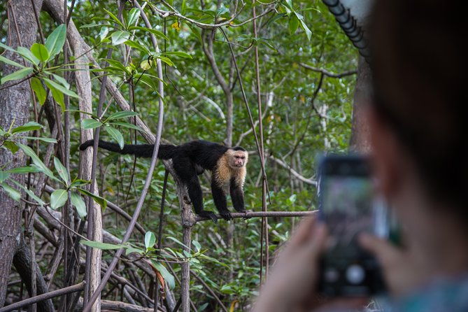 damas-mangroove-boat-tour-from-manuel-antonio