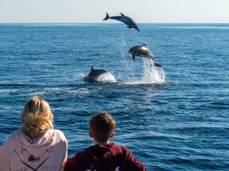 dana-point-dolphin-whale-watching-with-underwater-viewing