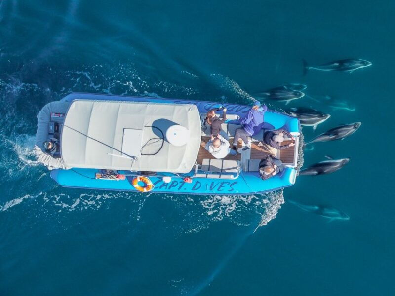dana-point-fast-fun-zodiac-style-dolphin-whale-watching