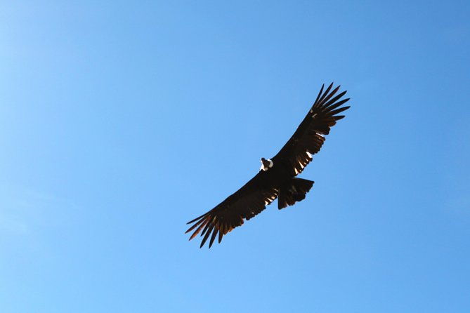 day-tour-to-colca-canyon-from-arequipa