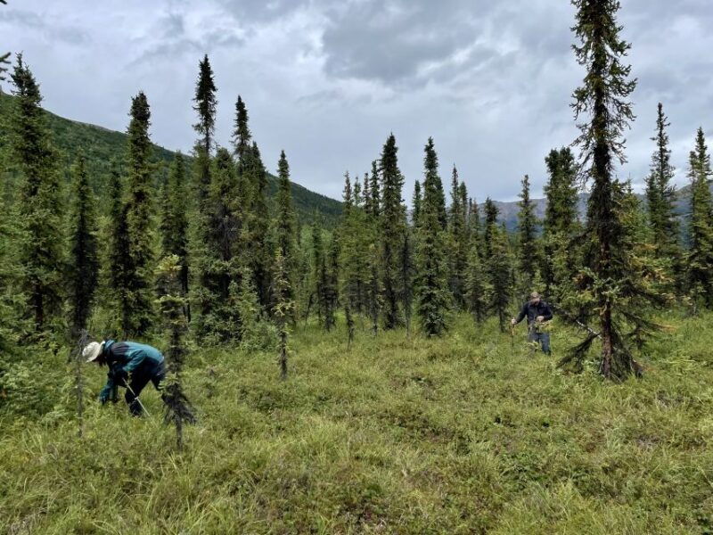 denali-naturalist-walking-tour-in-denali-national-park