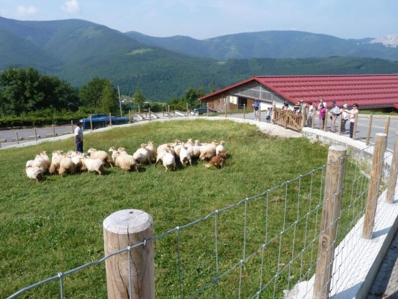 discover-the-art-of-idiazabal-cheese-in-the-basque-country