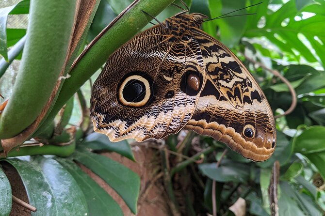 discover-the-butterflies-of-costa-rica