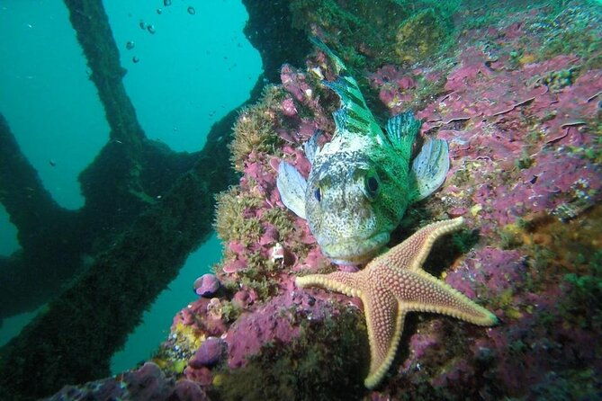 diving-excursion-in-quintay