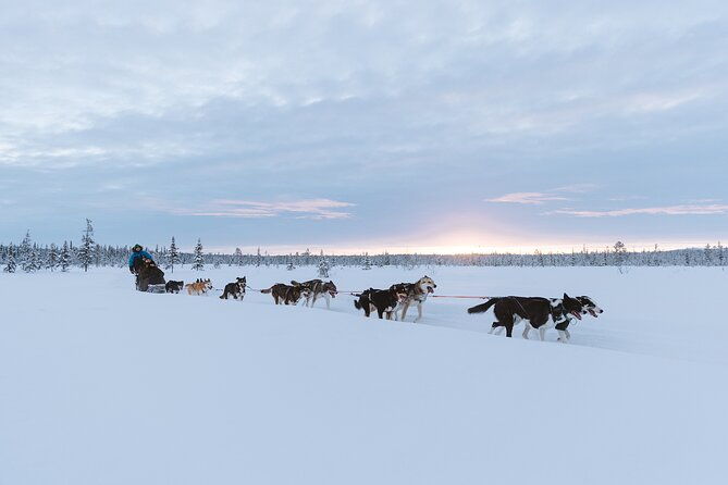 dog-sledding-excursion-to-kiruna