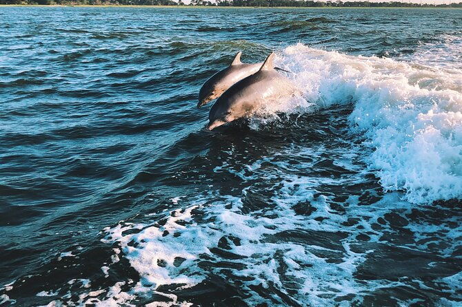 dolphin-adventure-in-sotogrande-with-drink-included