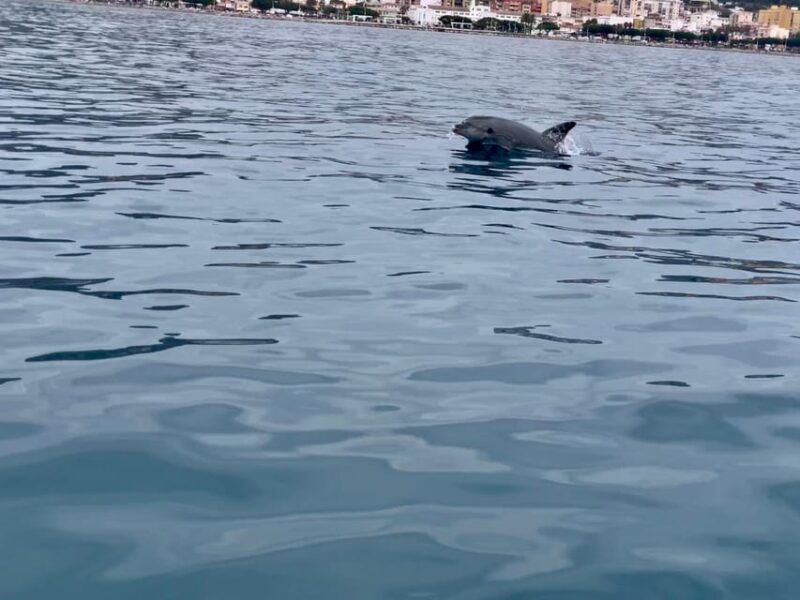 dolphin-watching