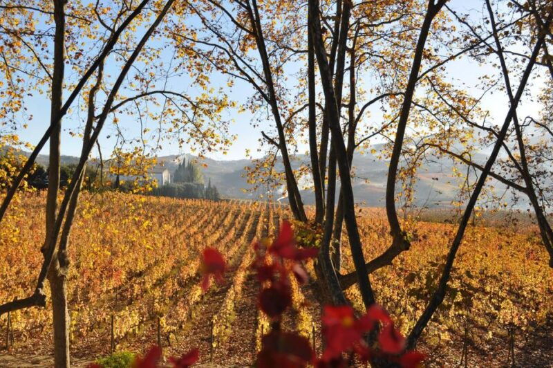 douro-pacheca-luxury-walking-with-full-lunch-and-wines