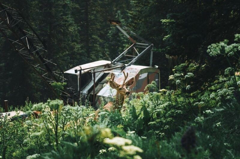 durango-co-jeep-tour-in-la-plata-mountains