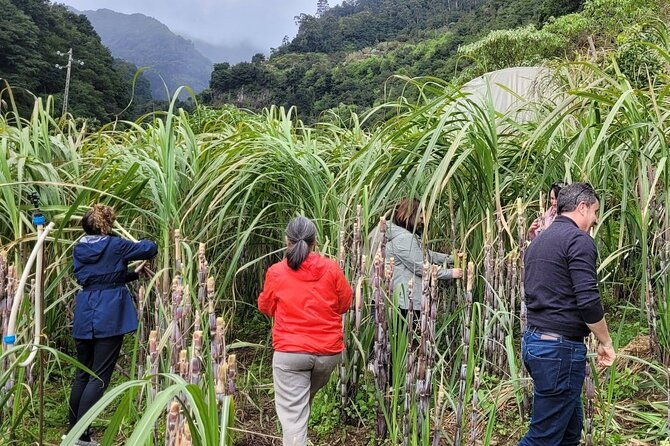 eastern-madeira-sustainable-tour-in-a-4x4-with-lunch