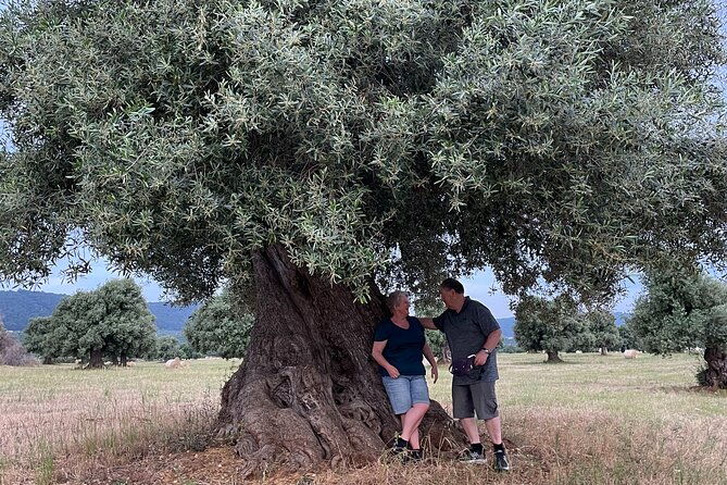 ebike-tour-millennials-olive-trees-park-with-aperitif
