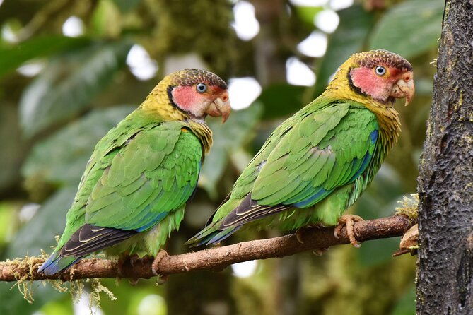 enjoy-the-beauty-of-the-birds-of-the-northwest
