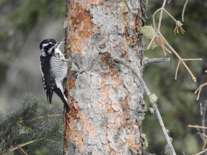 estes-park-birds-of-colorado-speaker-series