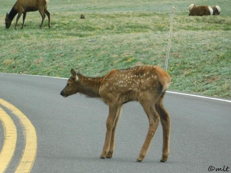 estes-park-rocky-mountain-national-park-safari-tour