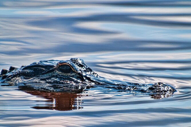 everglades-admission-ticket-with-airboat-ride-and-wildlife-show