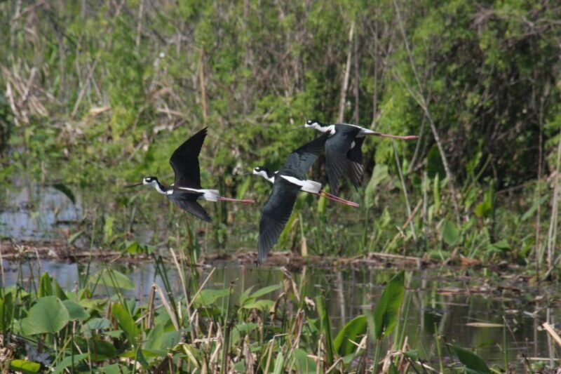 everglades-day-safari-from-sanibel-fort-myers-naples