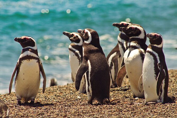 exclusive-punta-tombo-penguins-for-cruise-guests