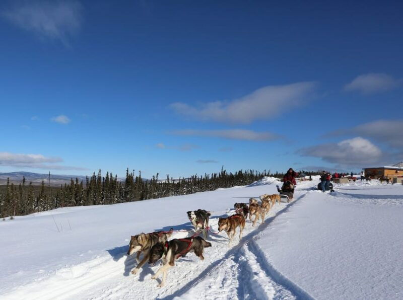 fairbanks-1-hour-alaskan-winter-dog-sledding-adventure