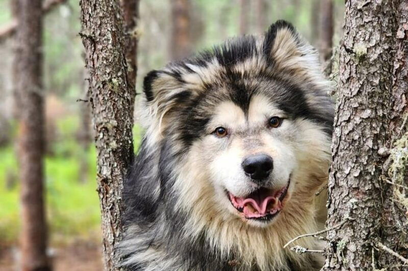 fairbanks-alaskan-summer-sled-dog-adventure