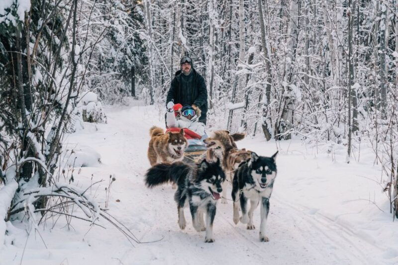 fairbanks-dog-sledding-tour-with-transportation