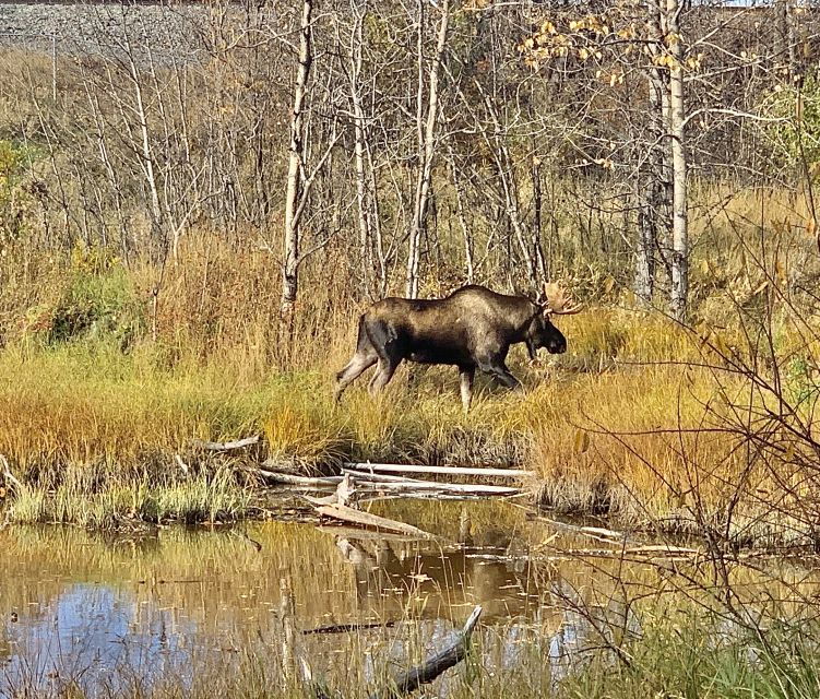 from-anchorage-chugach-state-park-walk-with-naturalist