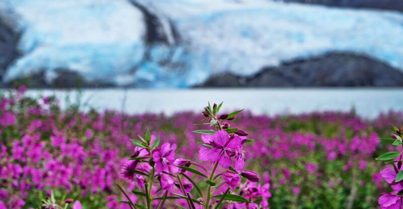 from-anchorage-valley-of-glaciers-wildlife-center-tour