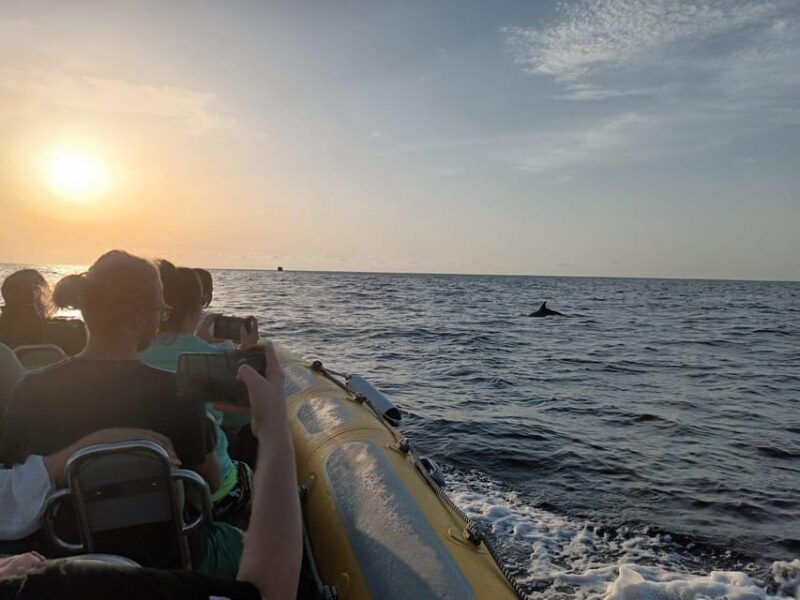 from-can-picafort-dolphin-watching-and-cave-boat-trip