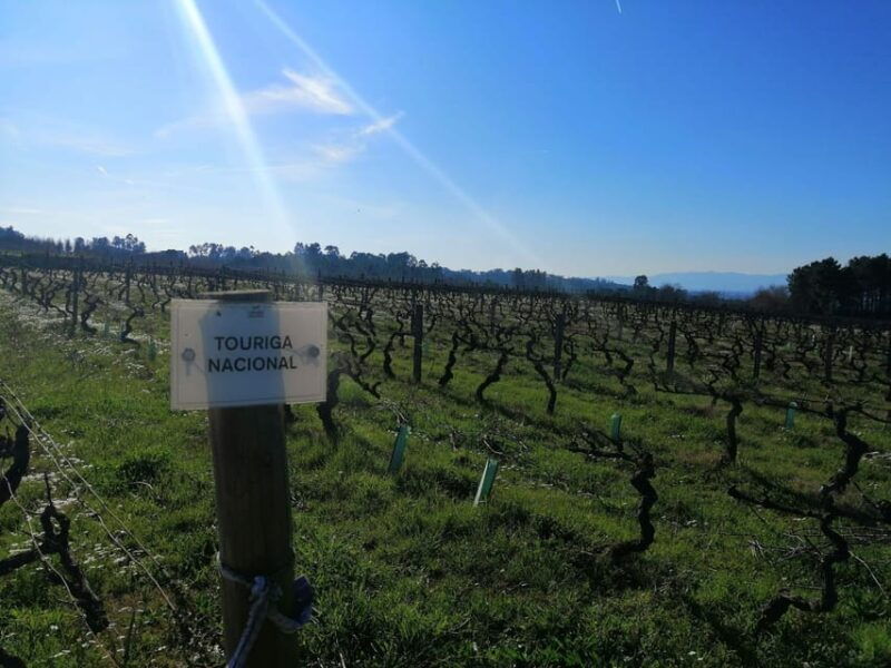 from-coimbra-dao-wine-route-experience