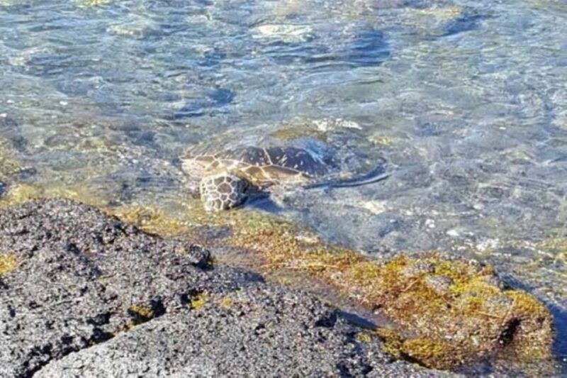 from-honolulu-harbor-private-custom-tour-on-oahu