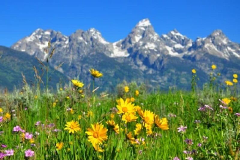 from-jackson-grand-teton-wildlife-scenery-tour-with-lunch