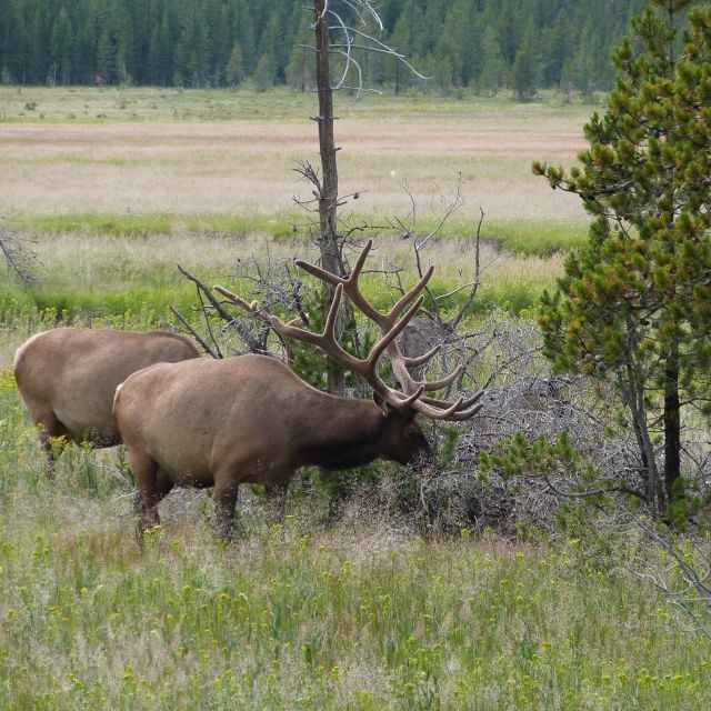 from-jackson-half-day-grand-teton-national-park-tour