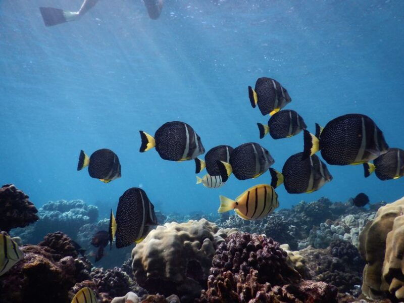from-kaanapali-afternoon-west-maui-snorkeling-w-drinks