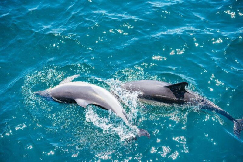 from-malaga-day-trip-to-gibraltar-and-dolphin-boat-tour