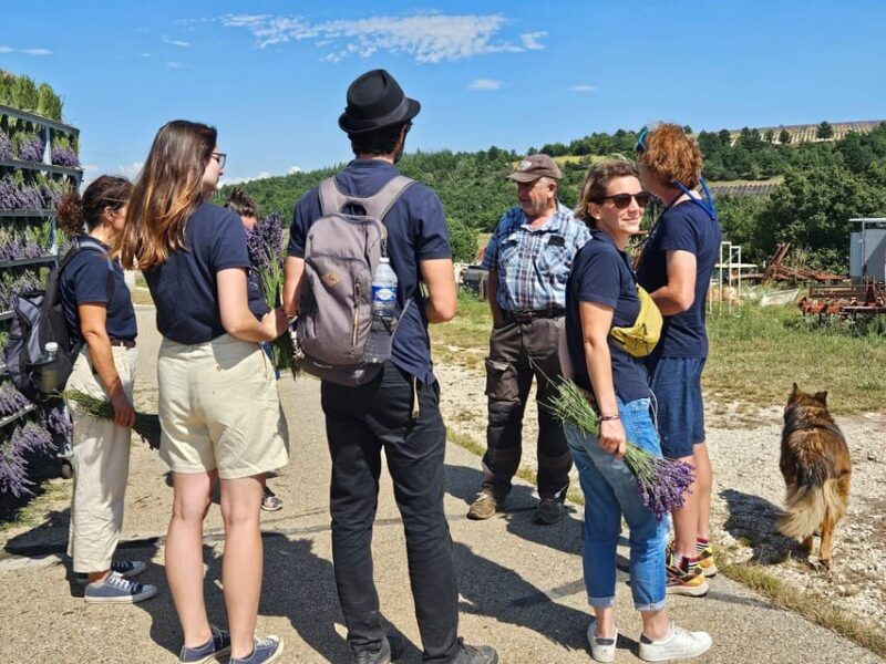 from-marseille-lavender-full-day-trip-to-sault