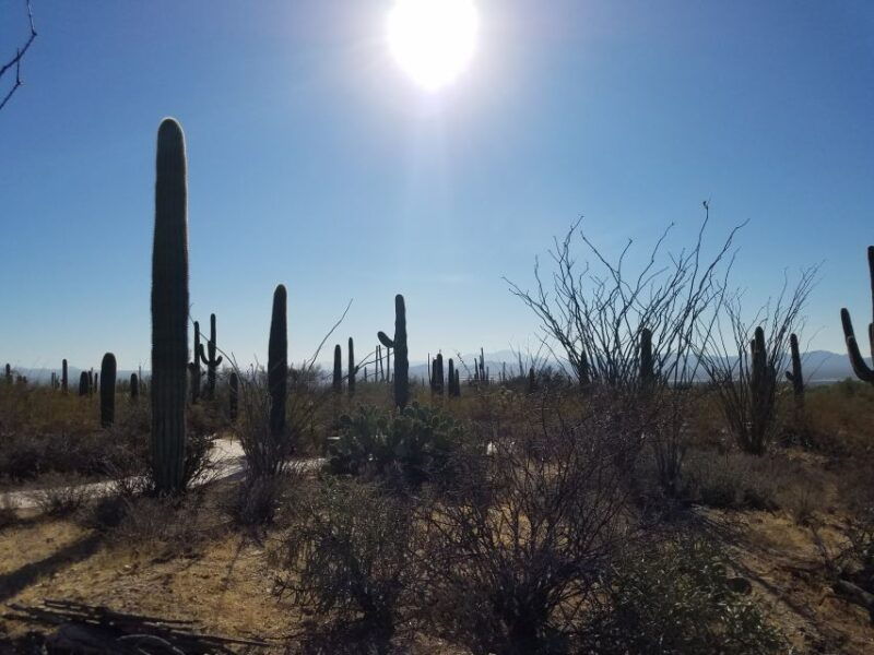 from-phoenix-tombstone-and-bisbee-day-tour