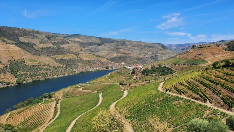 from-porto-day-douro-valley-wine-tour-2-wine-tasting-lunch