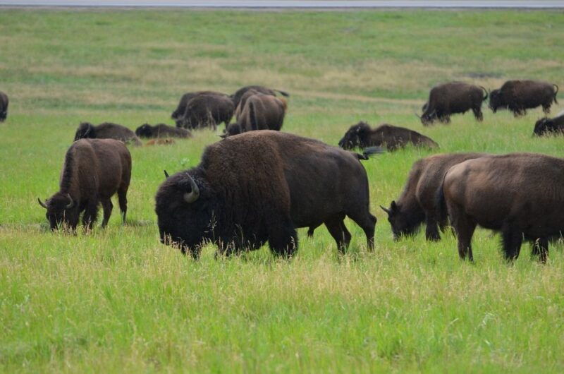 from-rapid-city-custer-state-park-private-safari-and-hiking