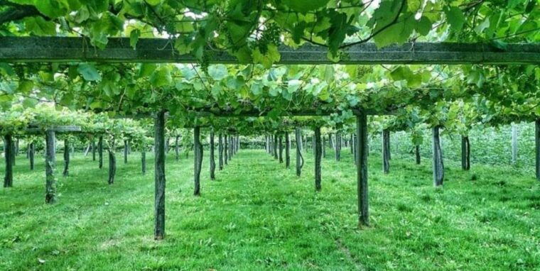 from-santiago-rias-baixas-galicia-seafood-wine-day-tour