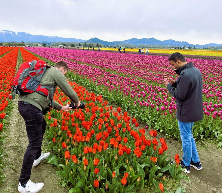 from-seattle-tour-of-skagit-valley-tulip-festival