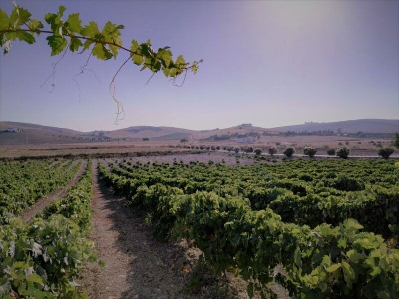 from-seville-cadiz-and-jerez-de-la-frontera-day-trip