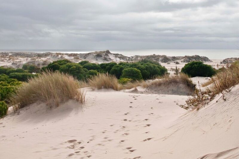 from-seville-donana-national-park-day-trip
