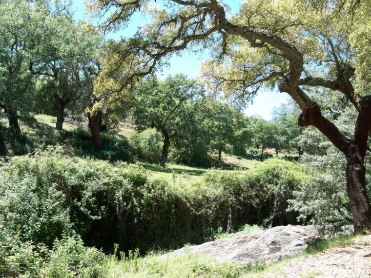 from-seville-full-day-aracena-rio-tinto-mines-tour