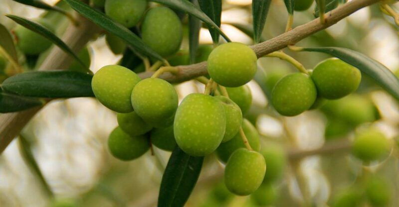 from-seville-olive-oil-farm-tour