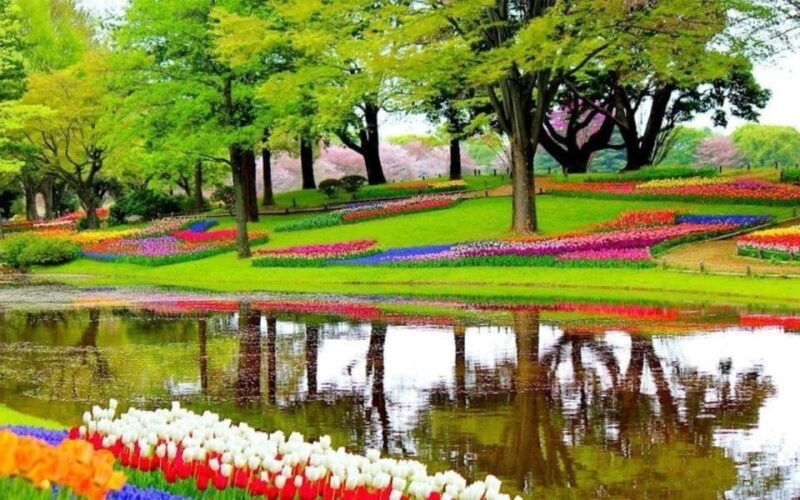 from-the-hague-private-tour-to-keukenhof-tulip-experience